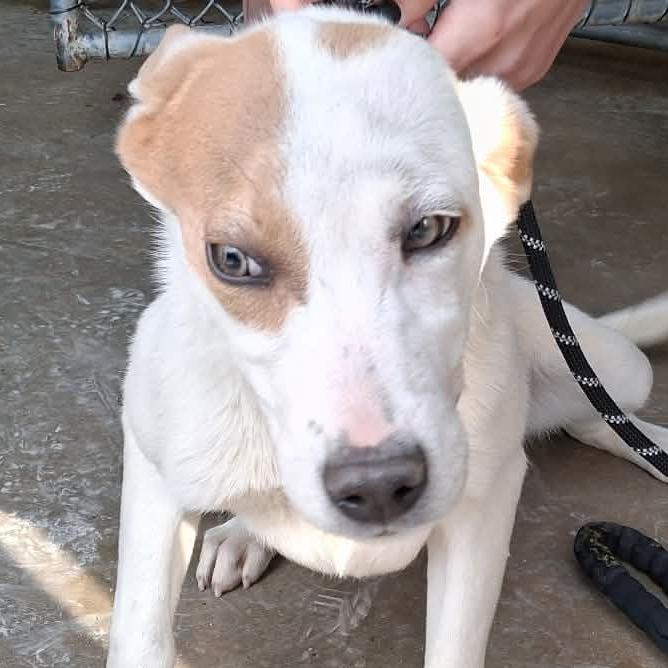 Enlarge Evangeline, a Adoptable mixed breed in Enterprise, AL image 1/2