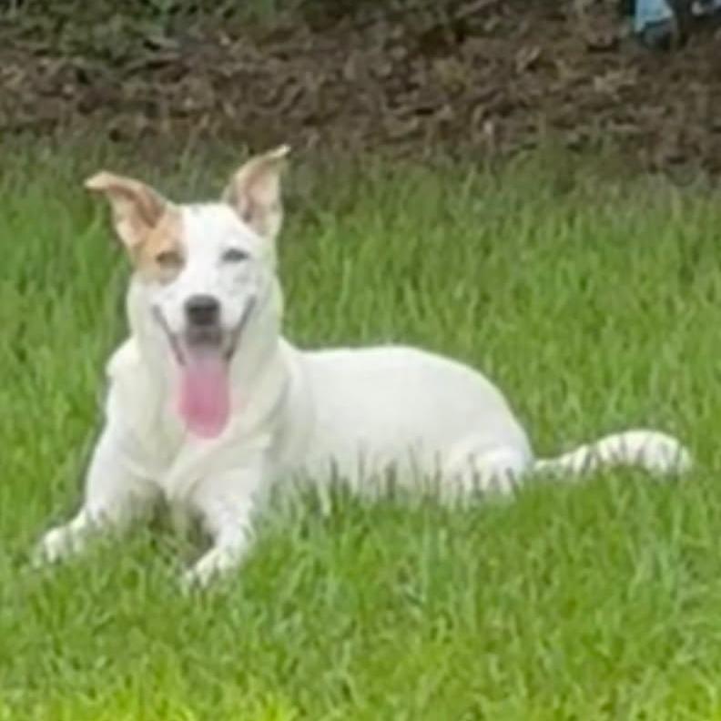 Evangeline, a Adoptable mixed breed in Enterprise, AL image 3/4