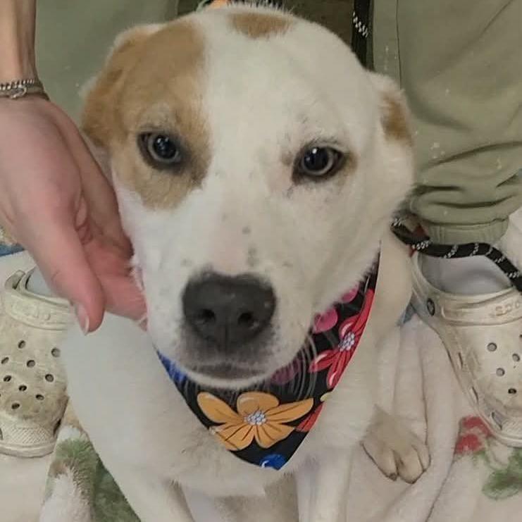 Enlarge Evangeline, a Adoptable mixed breed in Enterprise, AL image 2/2