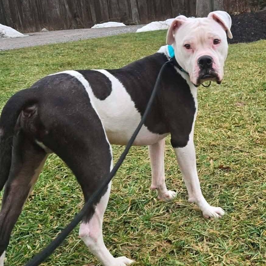 Enlarge Toad, a ADOPTABLE mixed breed in Grafton, OH image 2/4