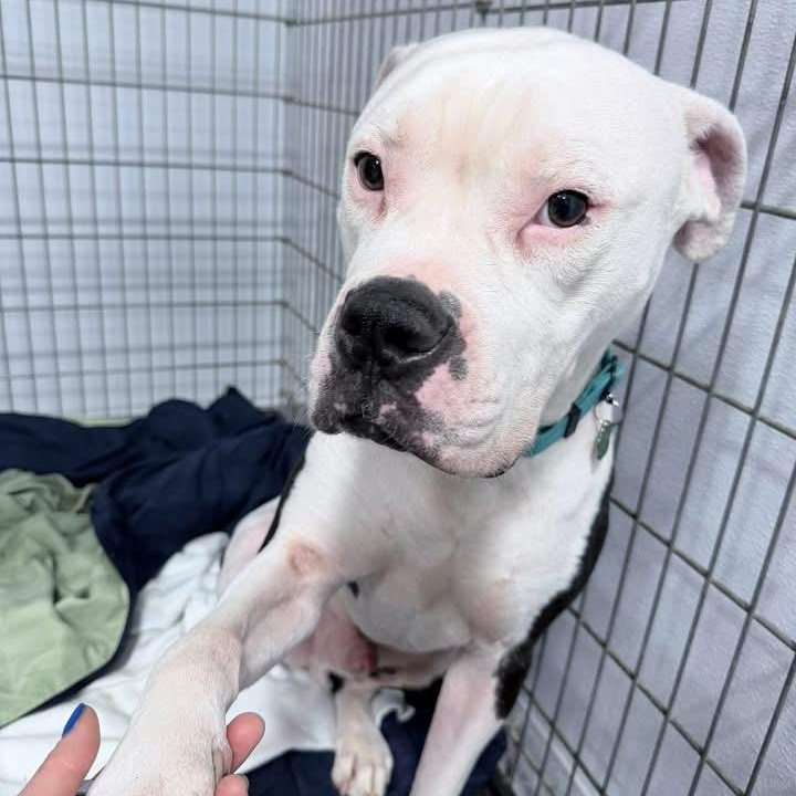 Enlarge Toad, a ADOPTABLE mixed breed in Grafton, OH image 3/4