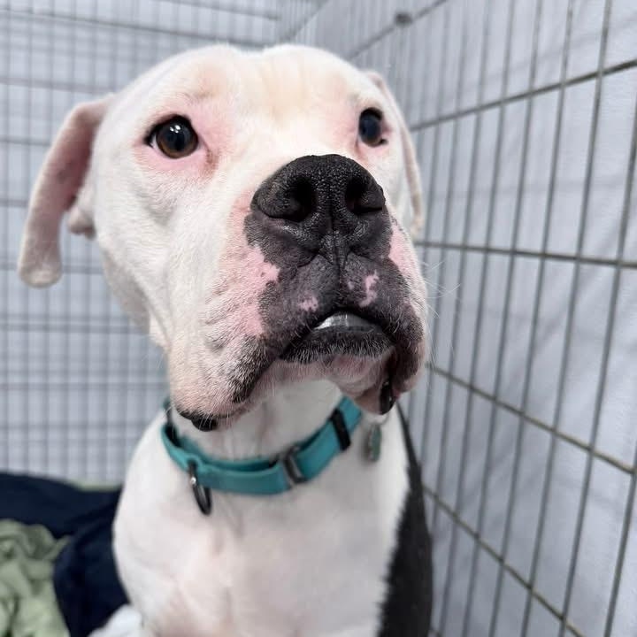 Enlarge Toad, a ADOPTABLE mixed breed in Grafton, OH image 1/4