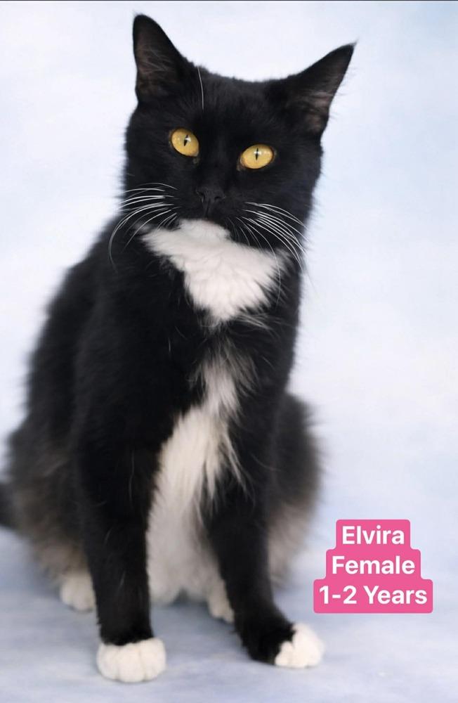 Mama magic fur (aka Elvira), Adoptable, Adult Female Domestic Short Hair.