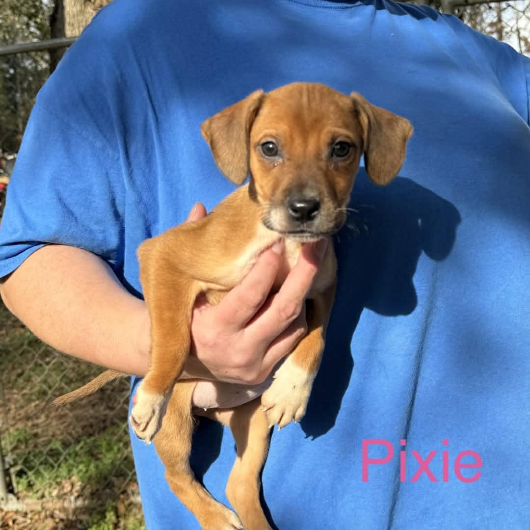 Enlarge Pixie, a ADOPTABLE mixed breed in Bristol, VT image 2/2