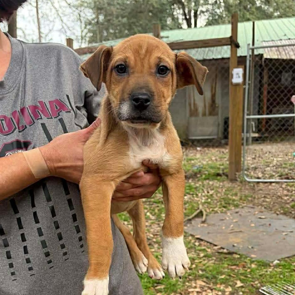 Pixie, ADOPTABLE, Puppy Female Black Mouth Cur.