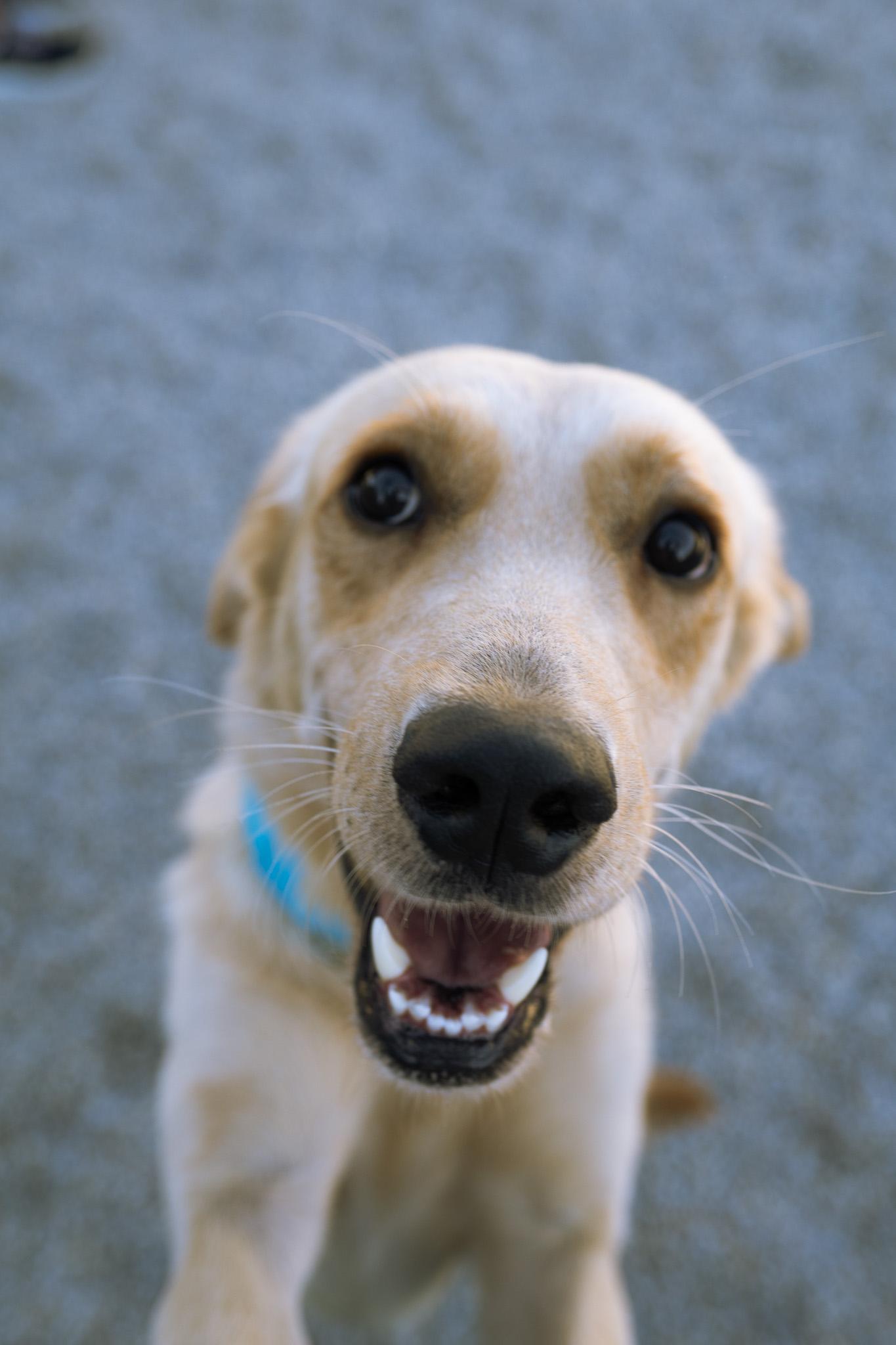 Enlarge Jackson, a Adoptable mixed breed in Cincinnati, OH image 4/5