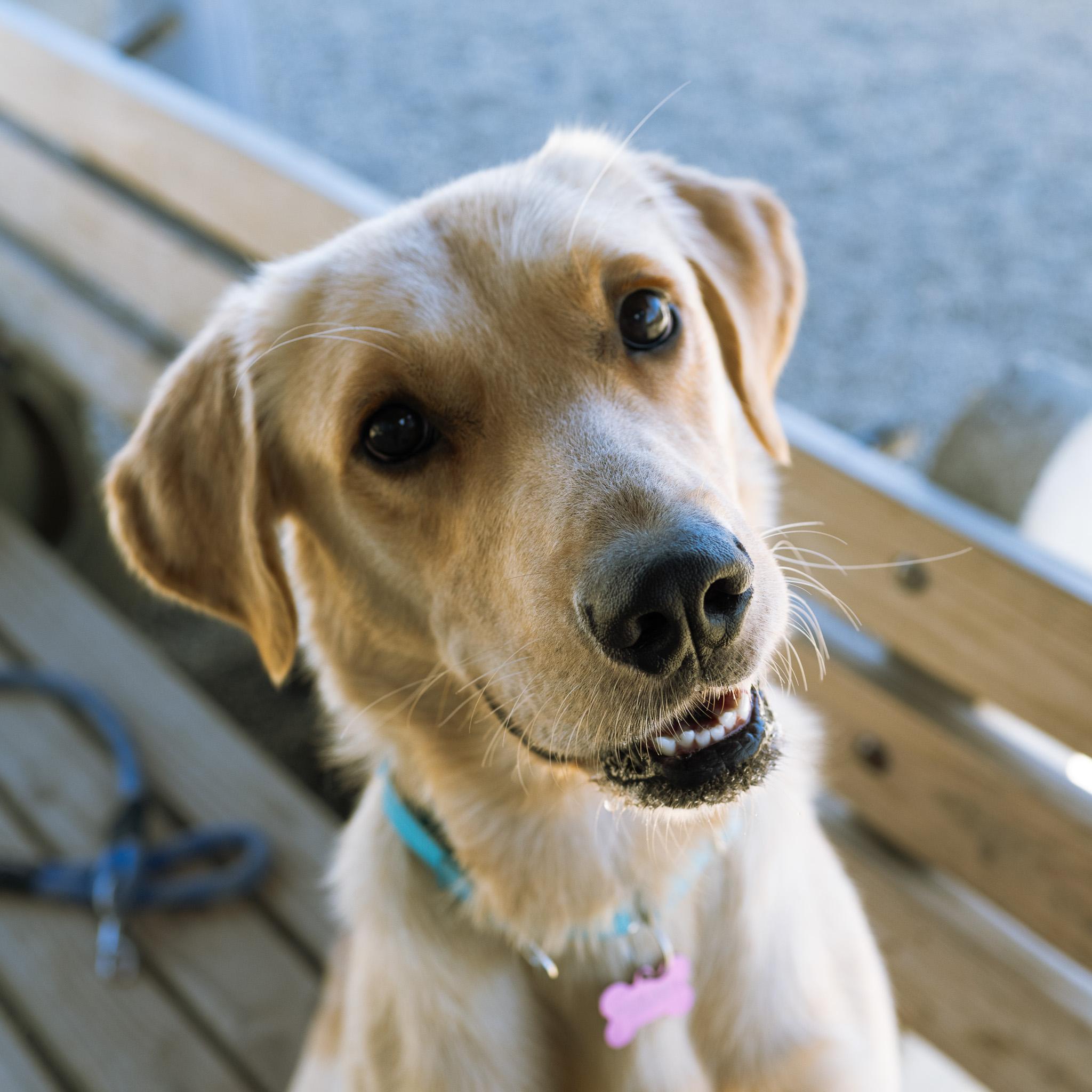 Jackson, Adoptable, Young Male Yellow Labrador Retriever.