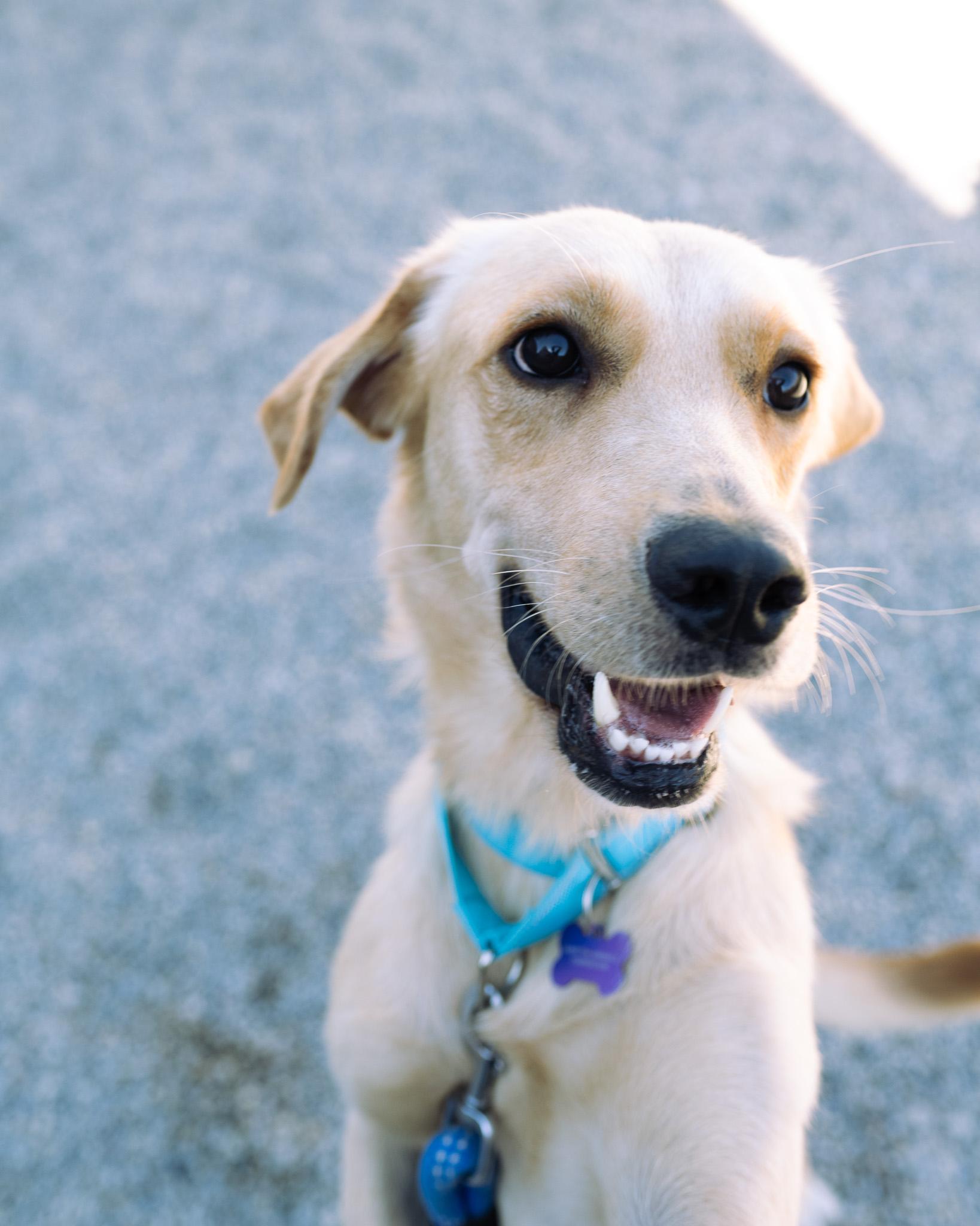 Enlarge Jackson, a Adoptable mixed breed in Cincinnati, OH image 2/5