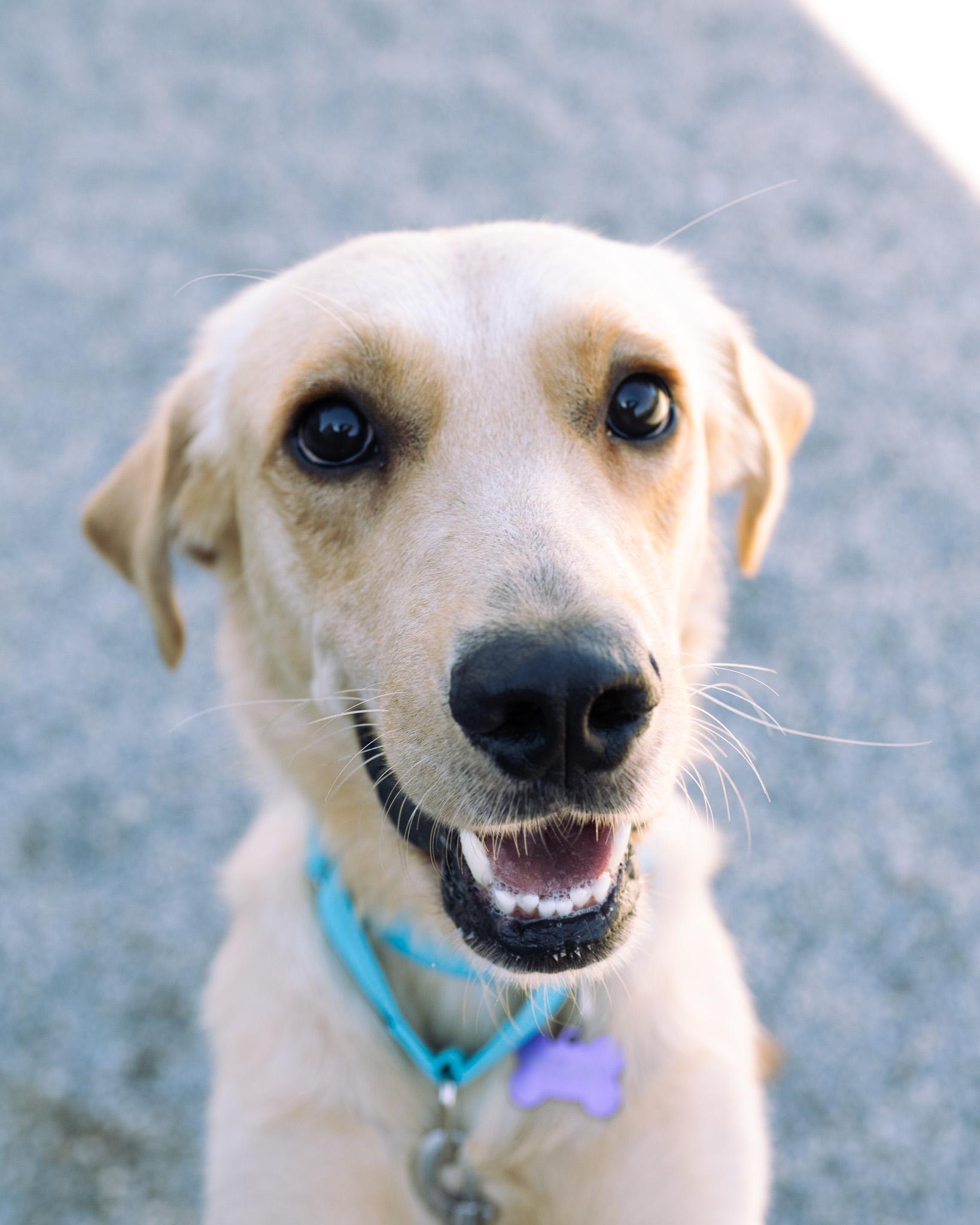 Enlarge Jackson, a Adoptable mixed breed in Cincinnati, OH image 3/5