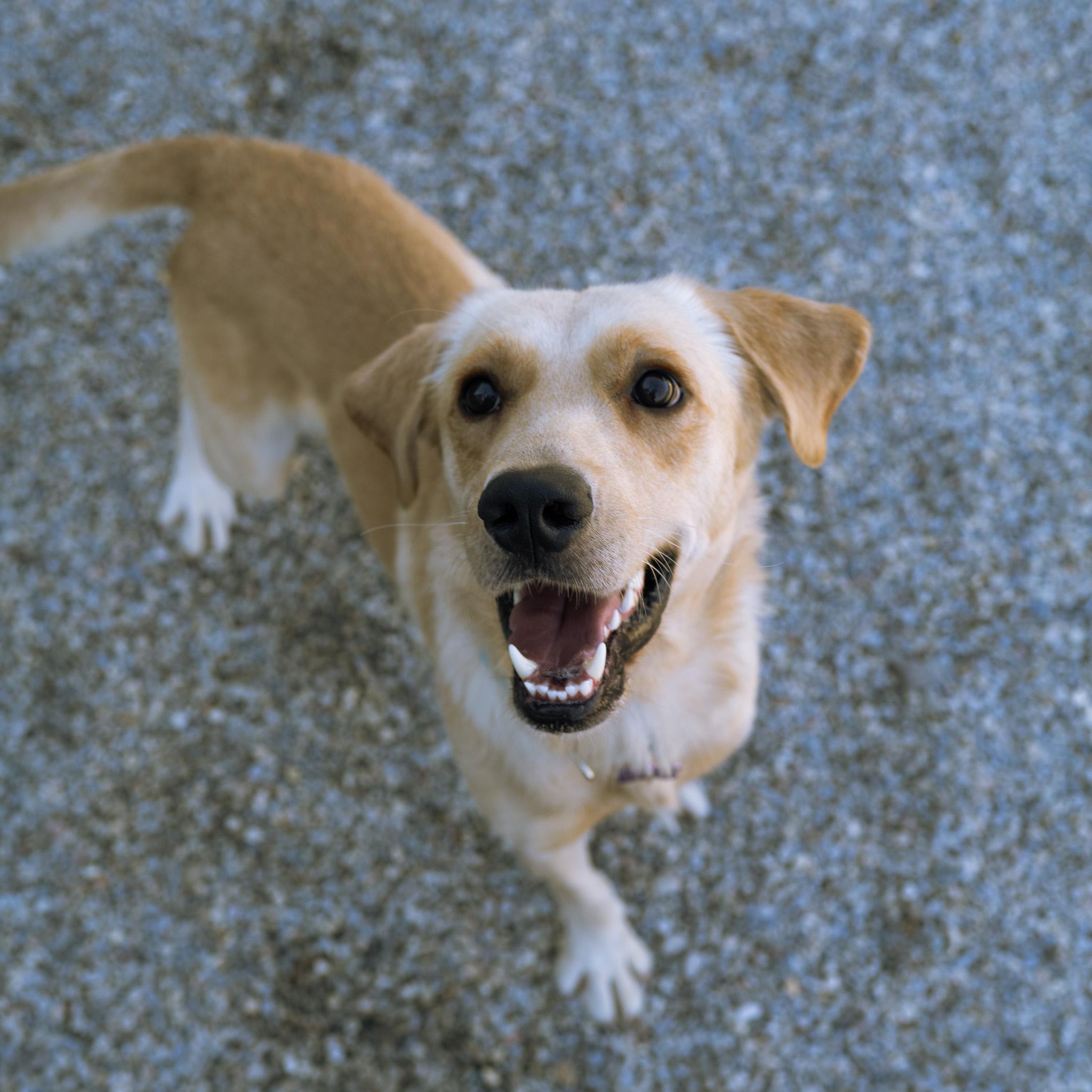 Enlarge Jackson, a Adoptable mixed breed in Cincinnati, OH image 5/5