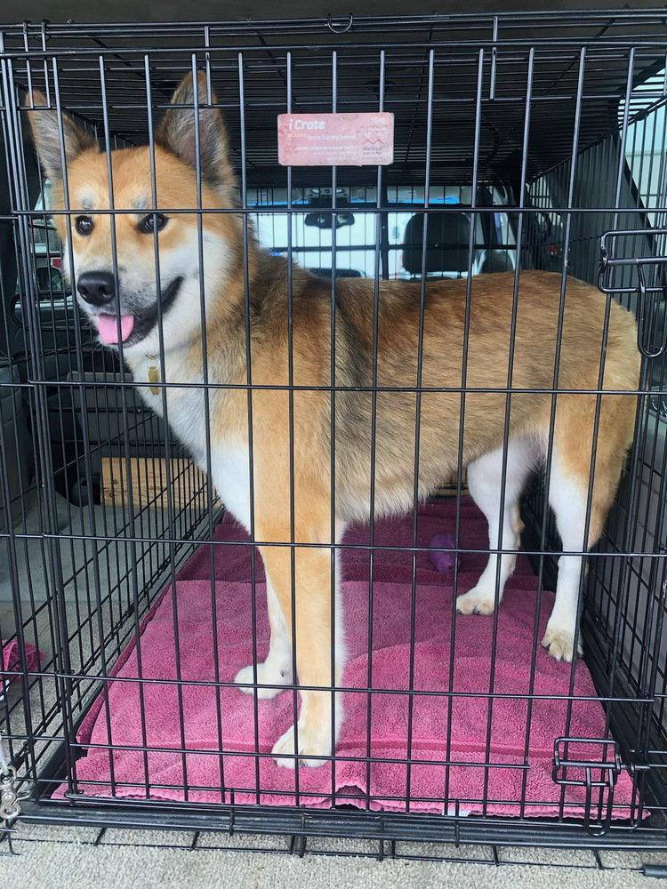 Starfox ST, Adoptable, Young Female German Shepherd Dog.