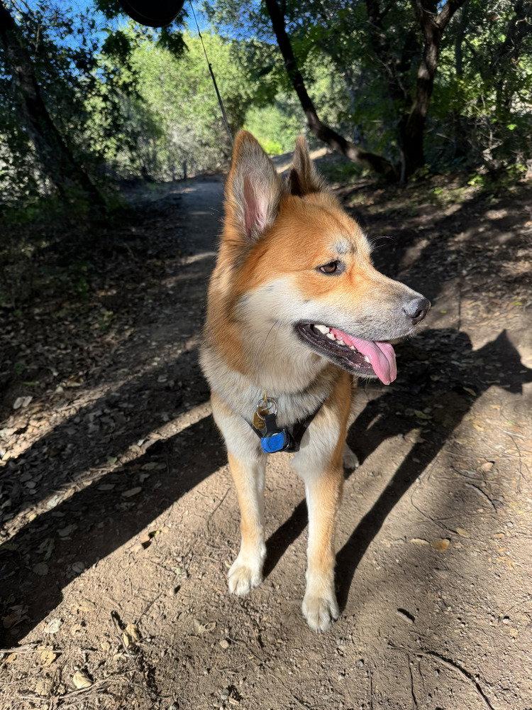 Starfox ST, Adoptable, Young Female German Shepherd Dog.