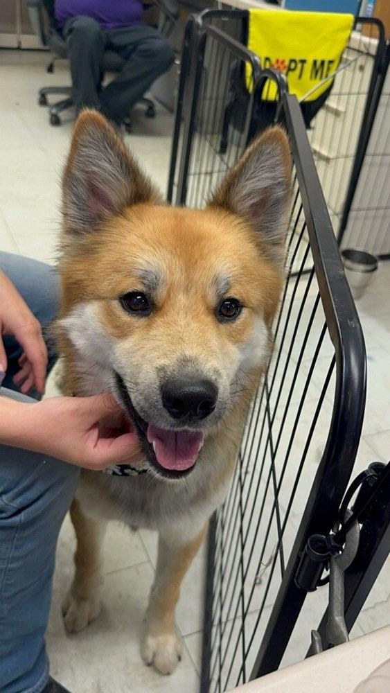 Enlarge Starfox ST, a Adoptable German Shepherd Dog in Cupertino, CA image 2/3