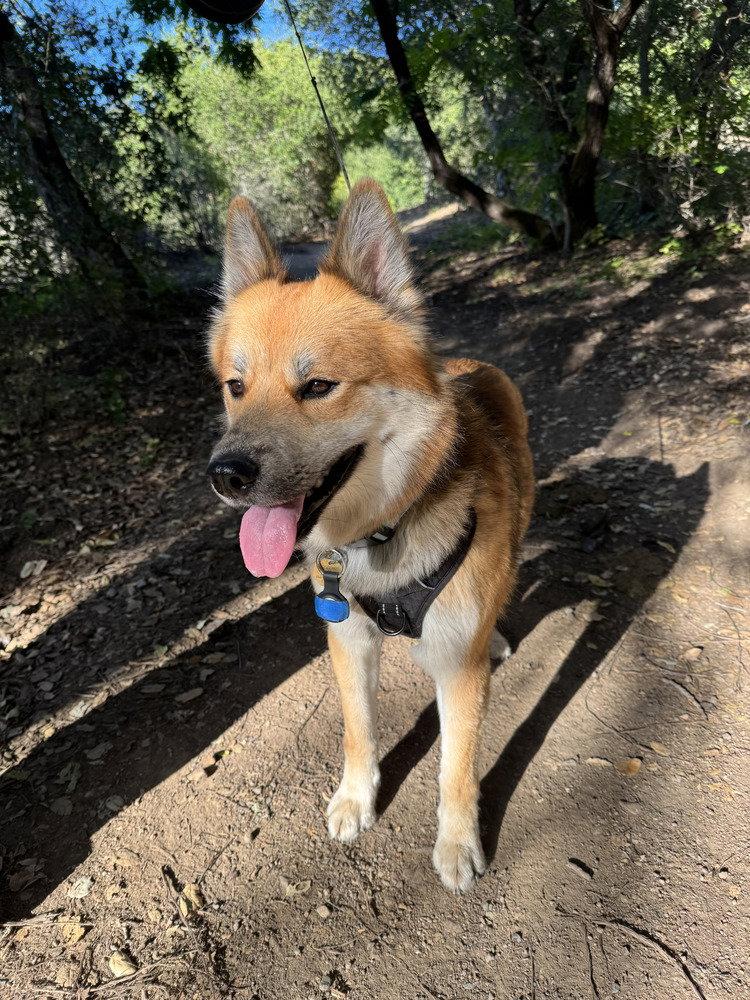 Starfox ST, a Adoptable German Shepherd Dog in Cupertino, CA image 2/3