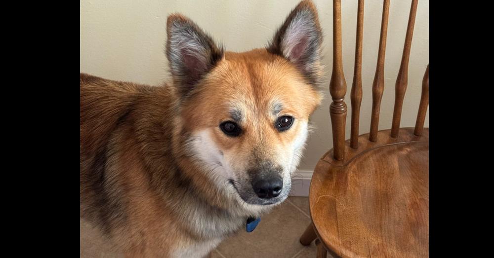 Starfox ST, a Adoptable German Shepherd Dog in Cupertino, CA image 3/3