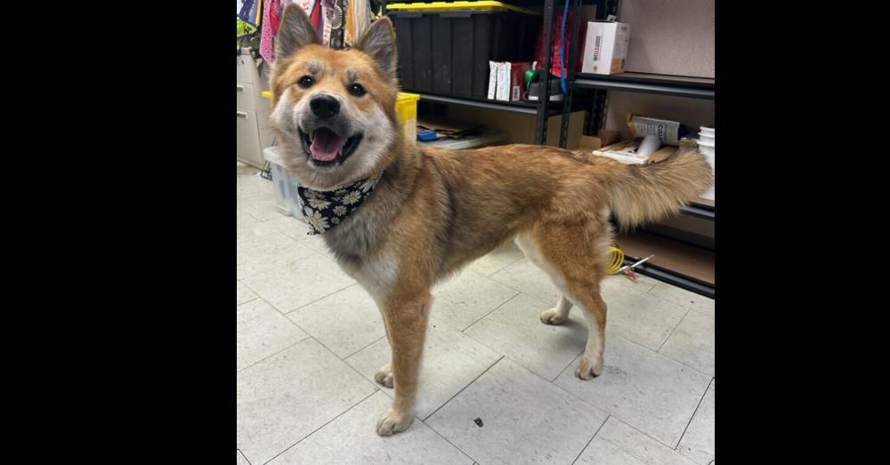 Enlarge Starfox ST, a Adoptable German Shepherd Dog in Cupertino, CA image 3/3