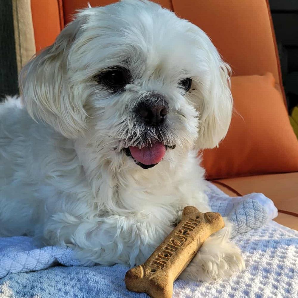 Milou, a Adoptable mixed breed in Innerkip, ON image 1/5