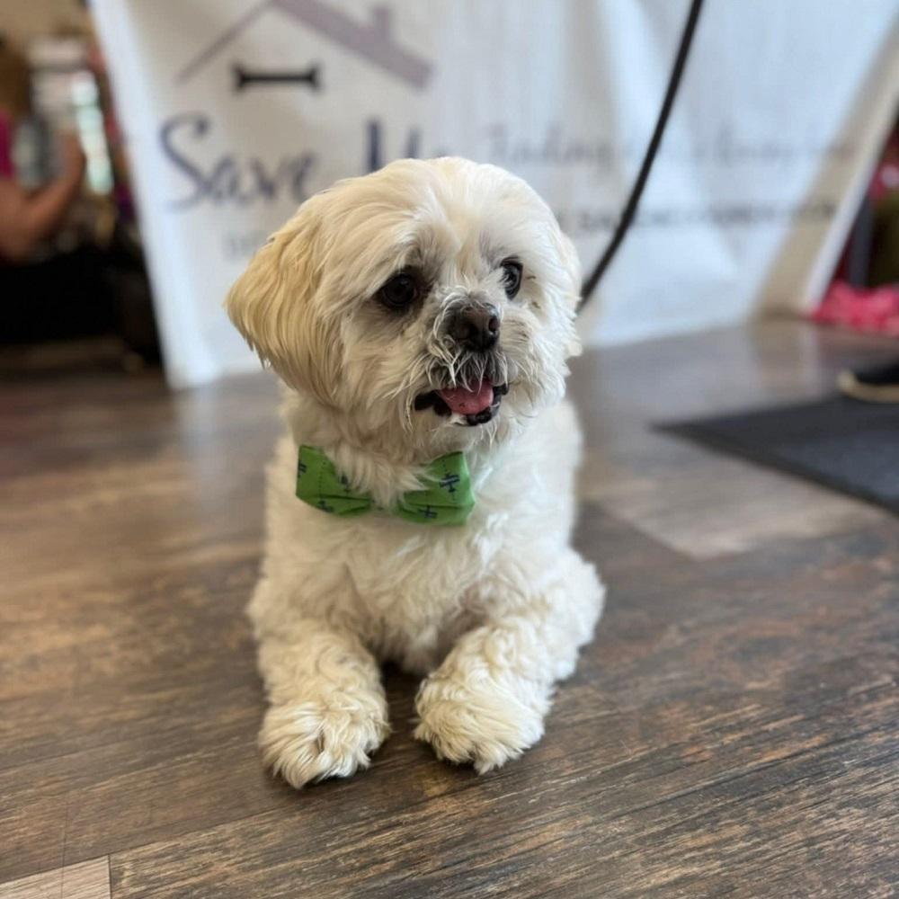 Milou, a Adoptable mixed breed in Innerkip, ON image 2/5