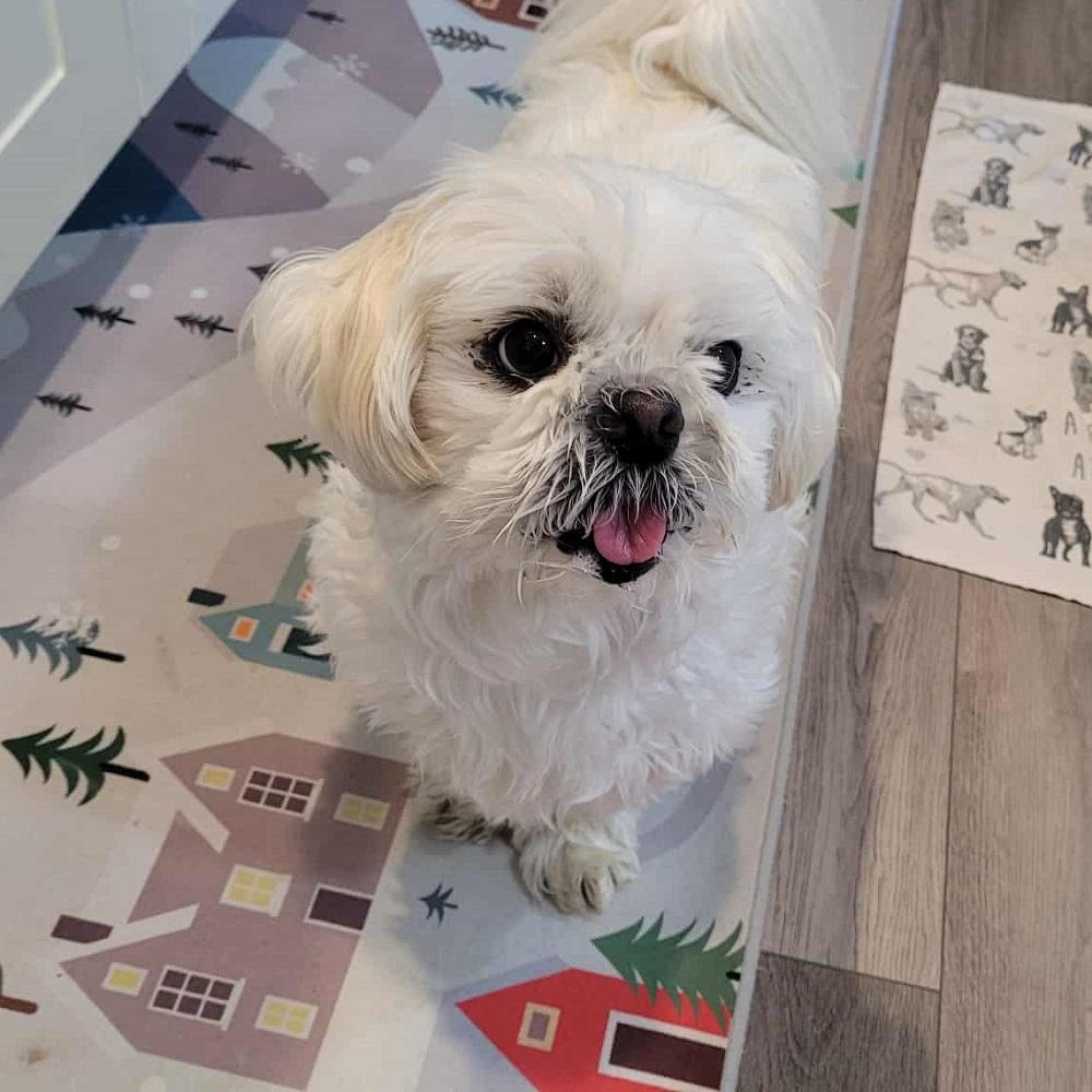 Milou, a Adoptable mixed breed in Innerkip, ON image 5/5