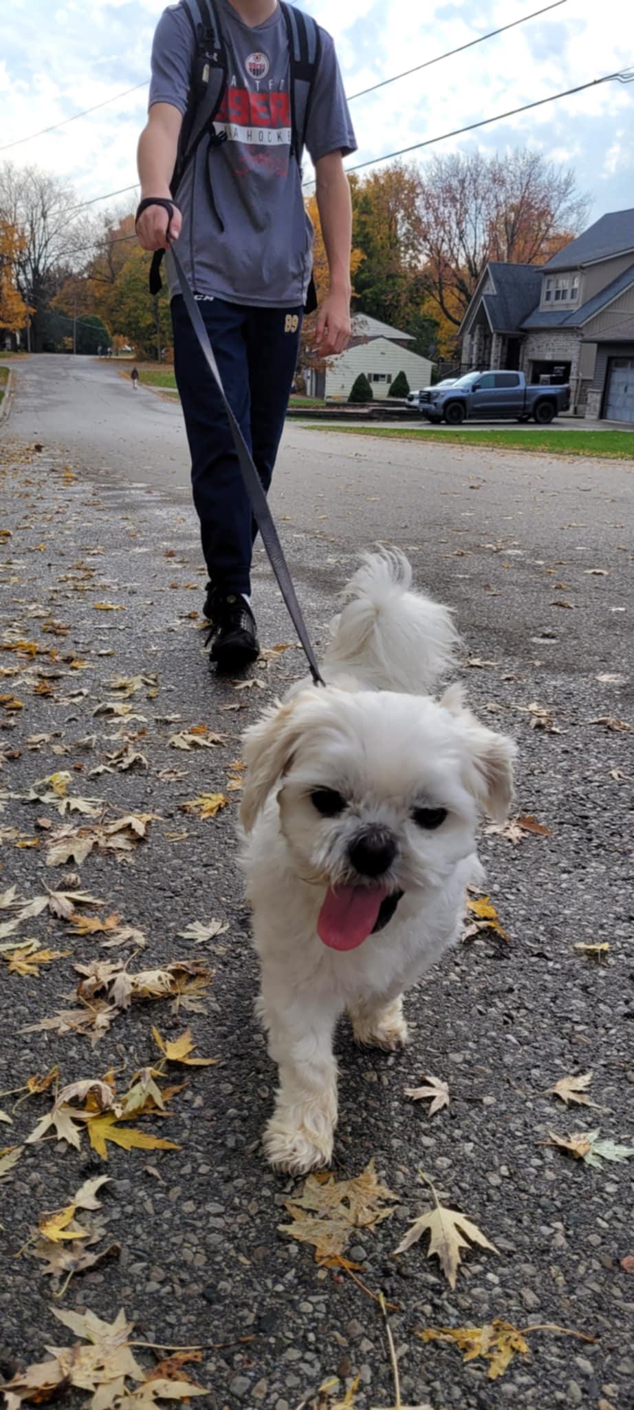 Milou, a Adoptable mixed breed in Innerkip, ON image 3/5