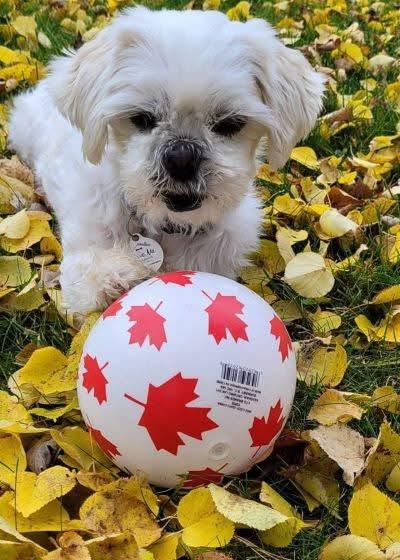 Milou, a Adoptable mixed breed in Innerkip, ON image 4/5