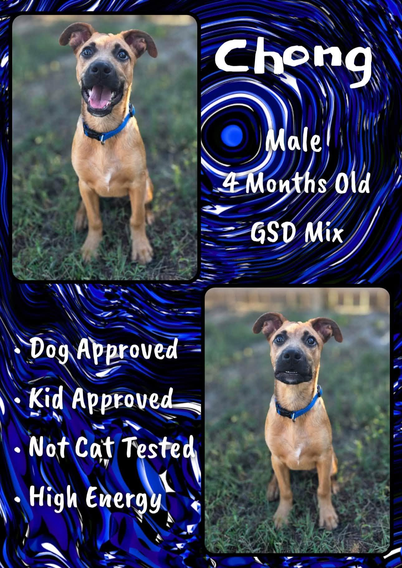 Enlarge Chong, a Adoptable Shepherd in Jacksonville, NC image 1/2