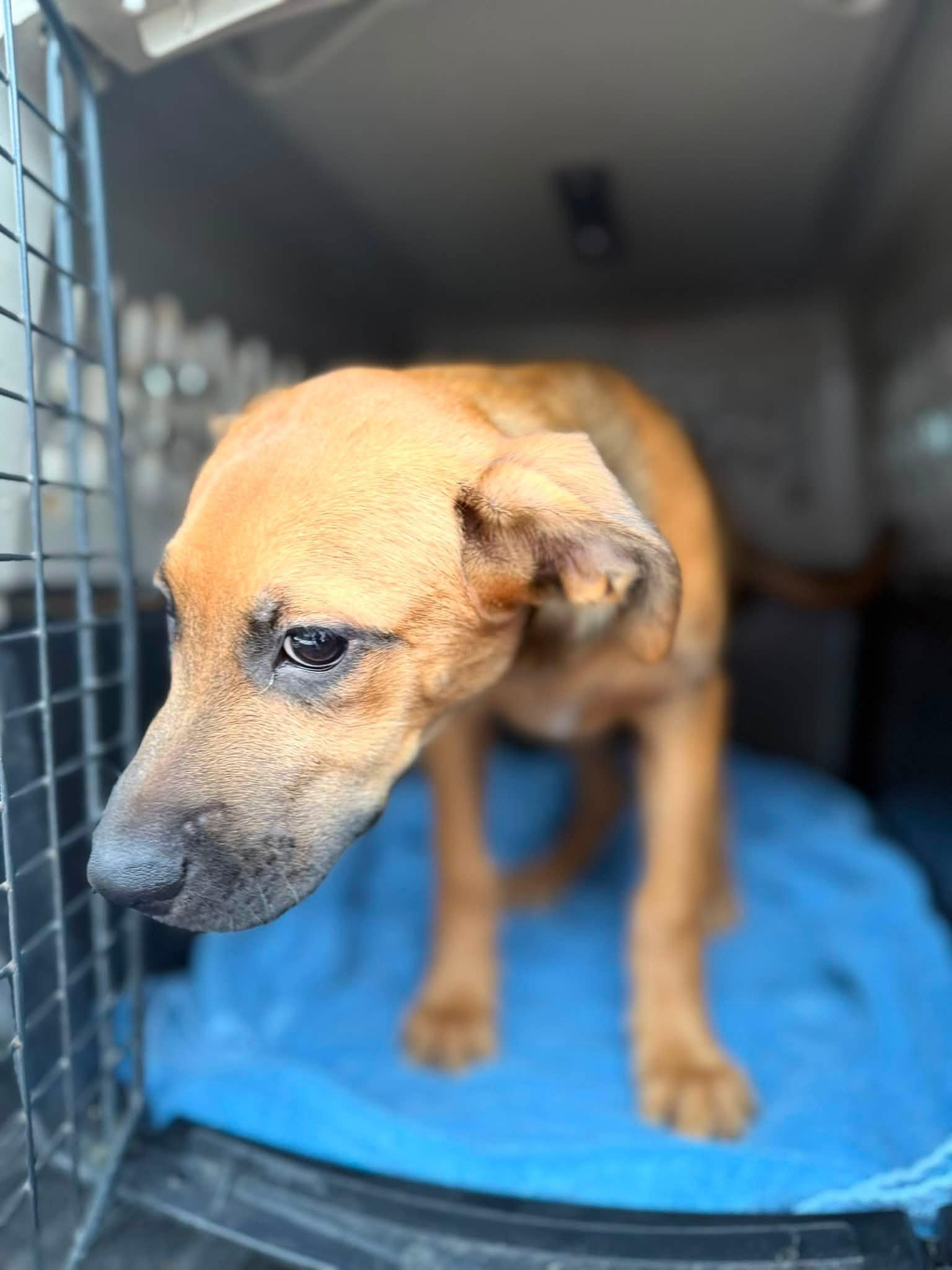Enlarge Chong, a Adoptable Shepherd in Jacksonville, NC image 2/2