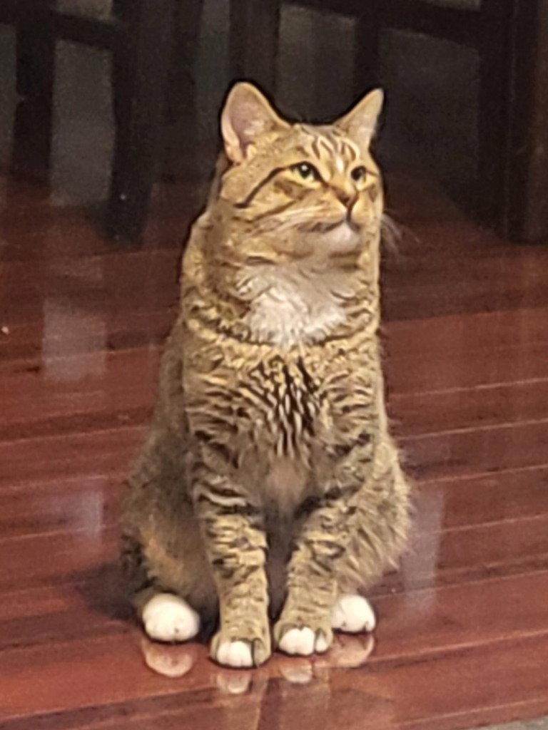 Enlarge Haru, a Adoptable Domestic Short Hair in St. Helens, OR image 1/2