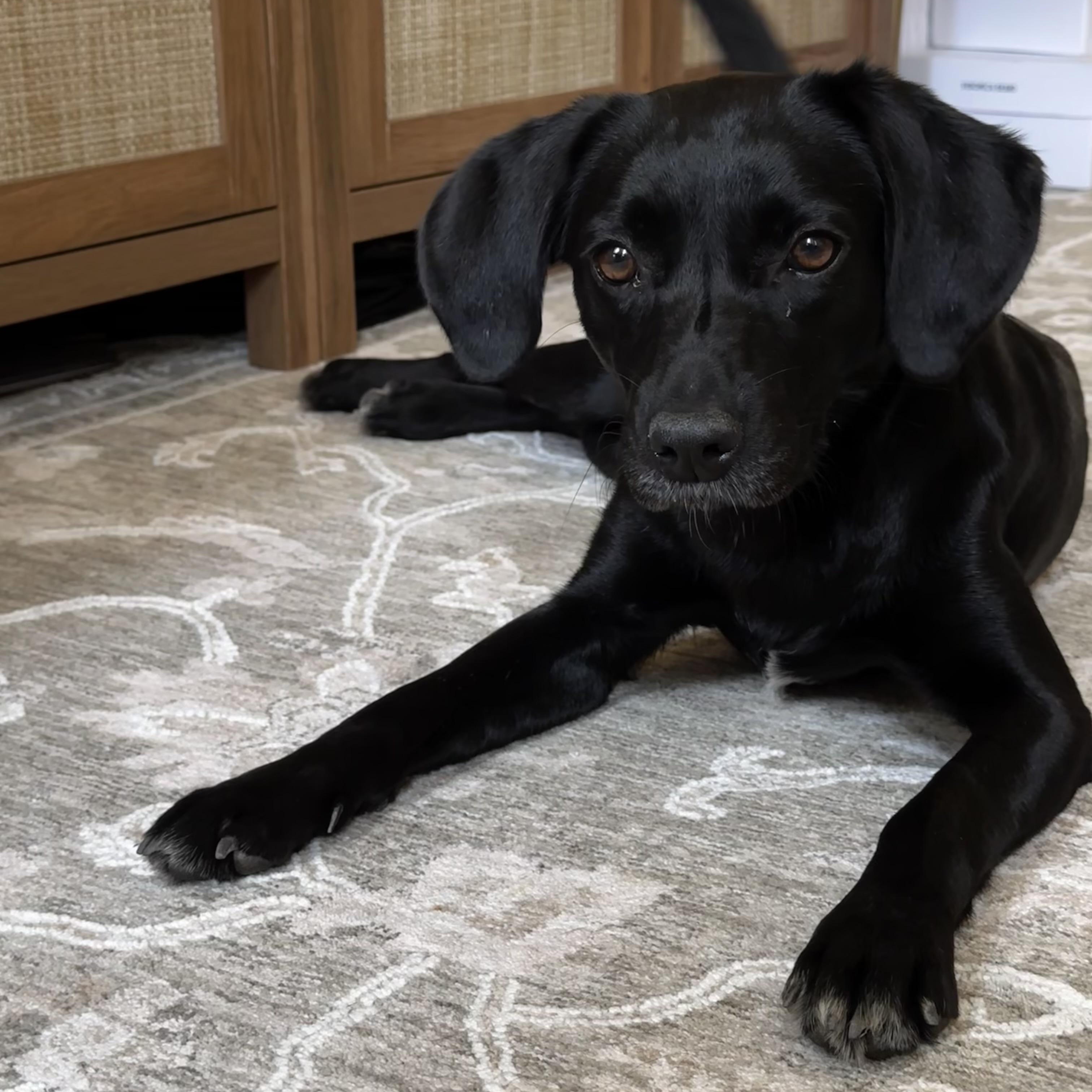 Betty, ADOPTABLE, Adult • Female, Chiweenie & Black Labrador Retriever.