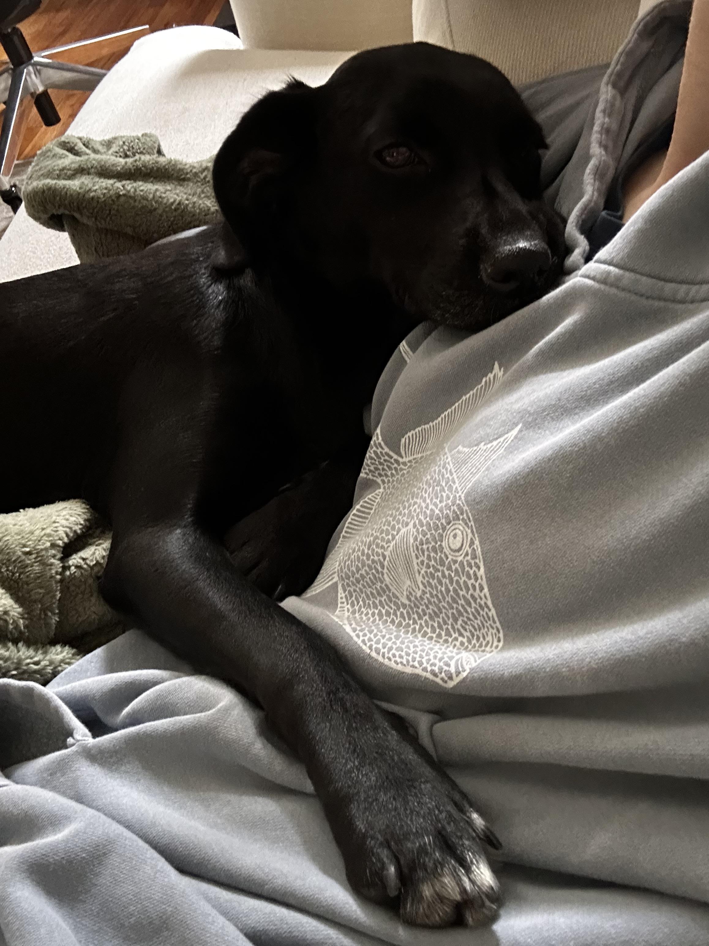 Enlarge Betty, a Adoptable mixed breed in Brooklyn, NY image 4/4