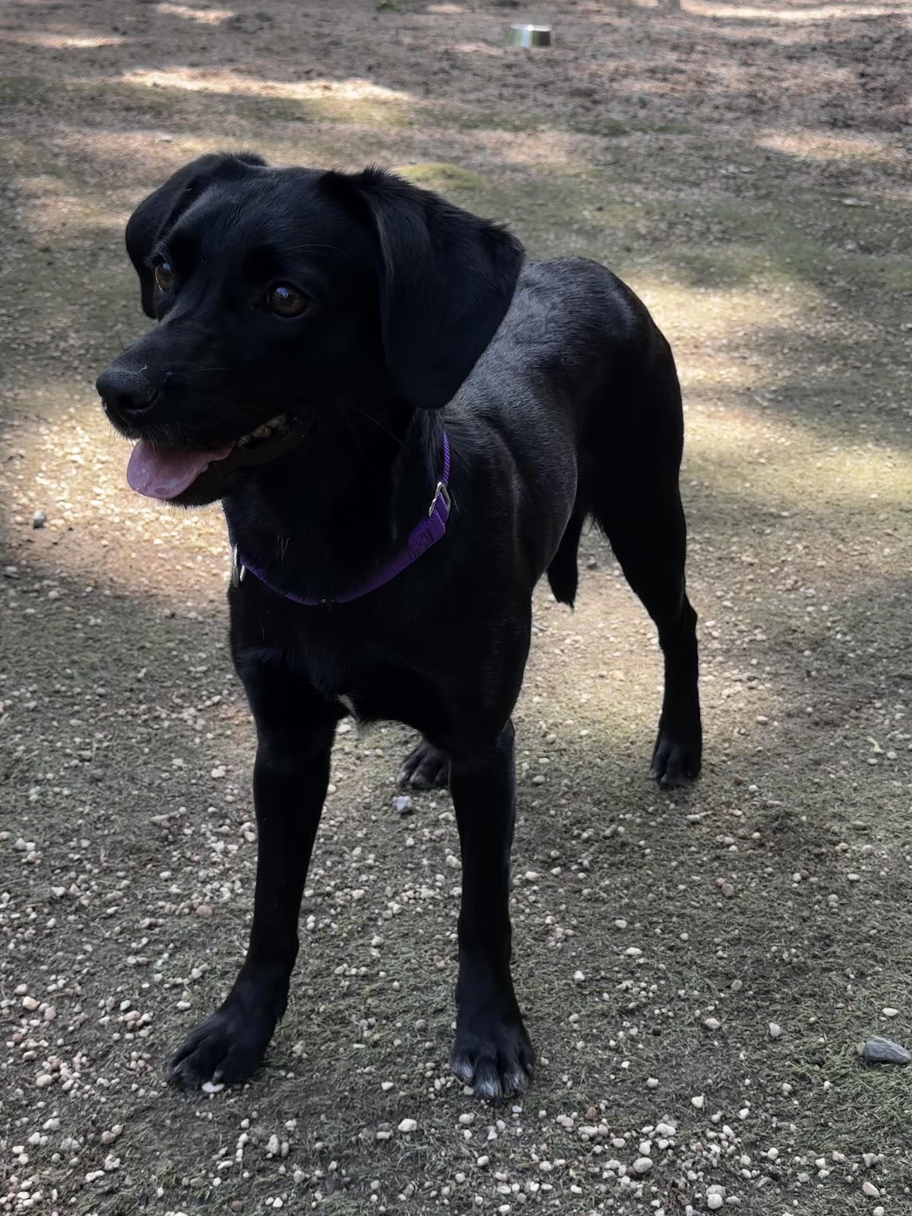 Enlarge Betty, a Adoptable mixed breed in Brooklyn, NY image 3/4