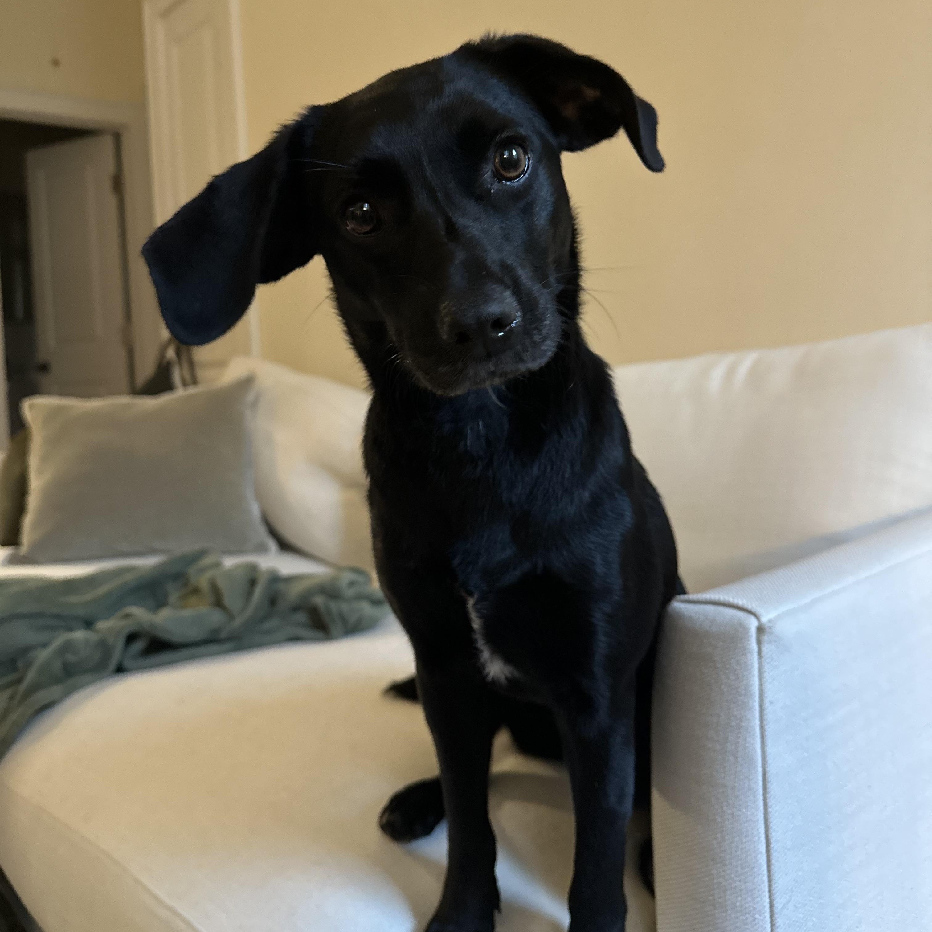 Enlarge Betty, a Adoptable mixed breed in Brooklyn, NY image 2/4