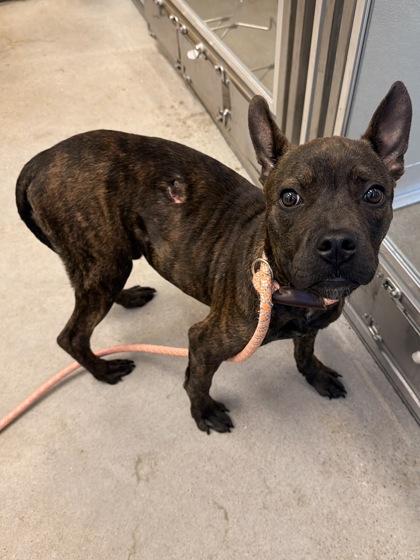 Enlarge Claude, an adopted mixed breed in Cleveland, OH image 3/5