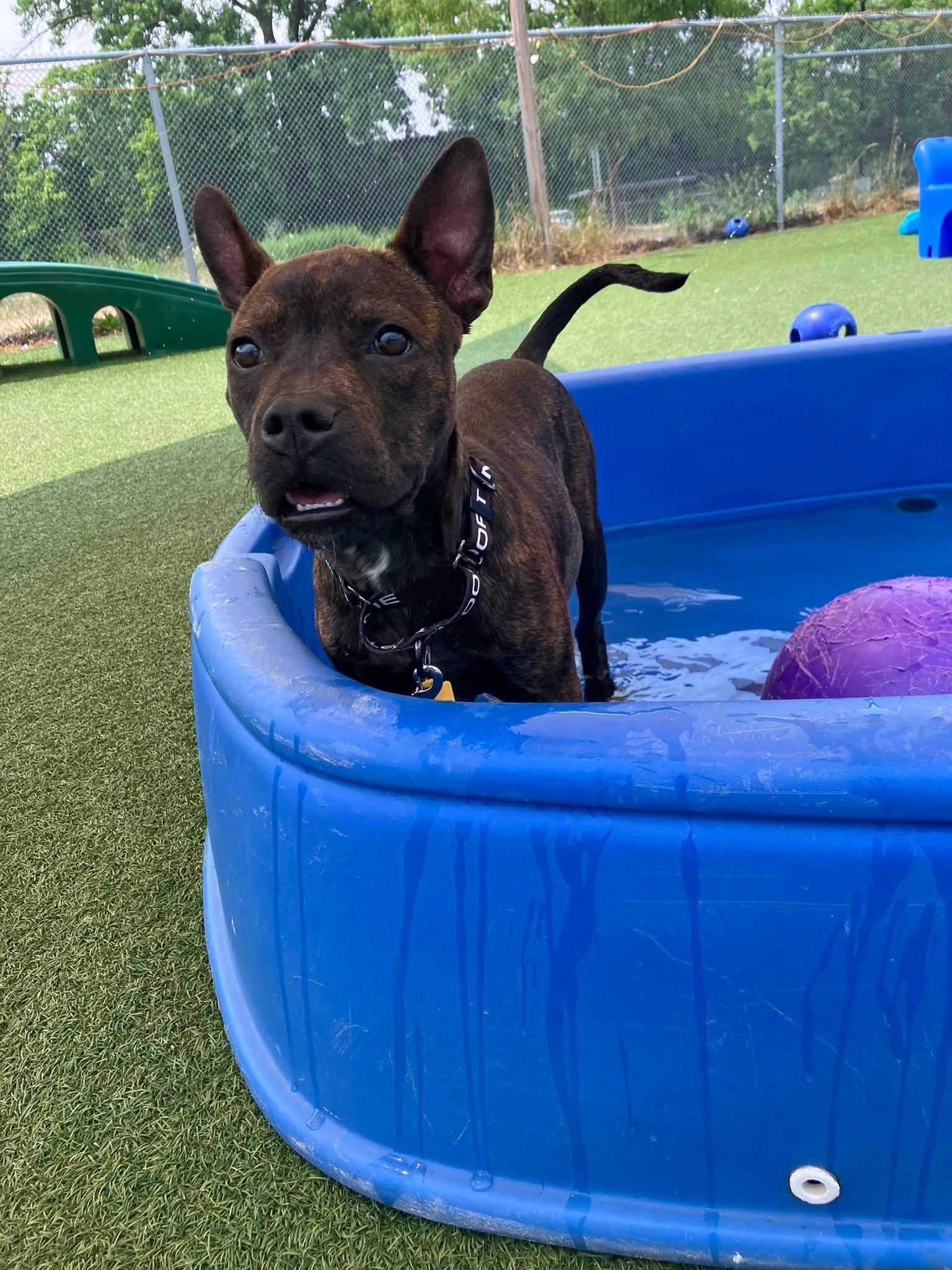 Enlarge Claude, an adopted mixed breed in Cleveland, OH image 2/5