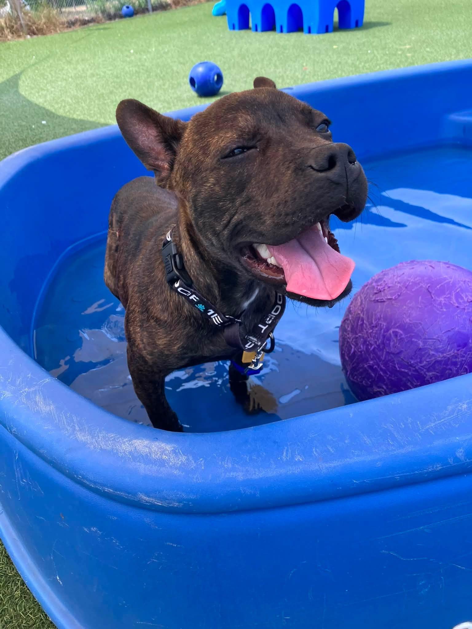 Claude, adopted, Puppy Male Pit Bull Terrier.