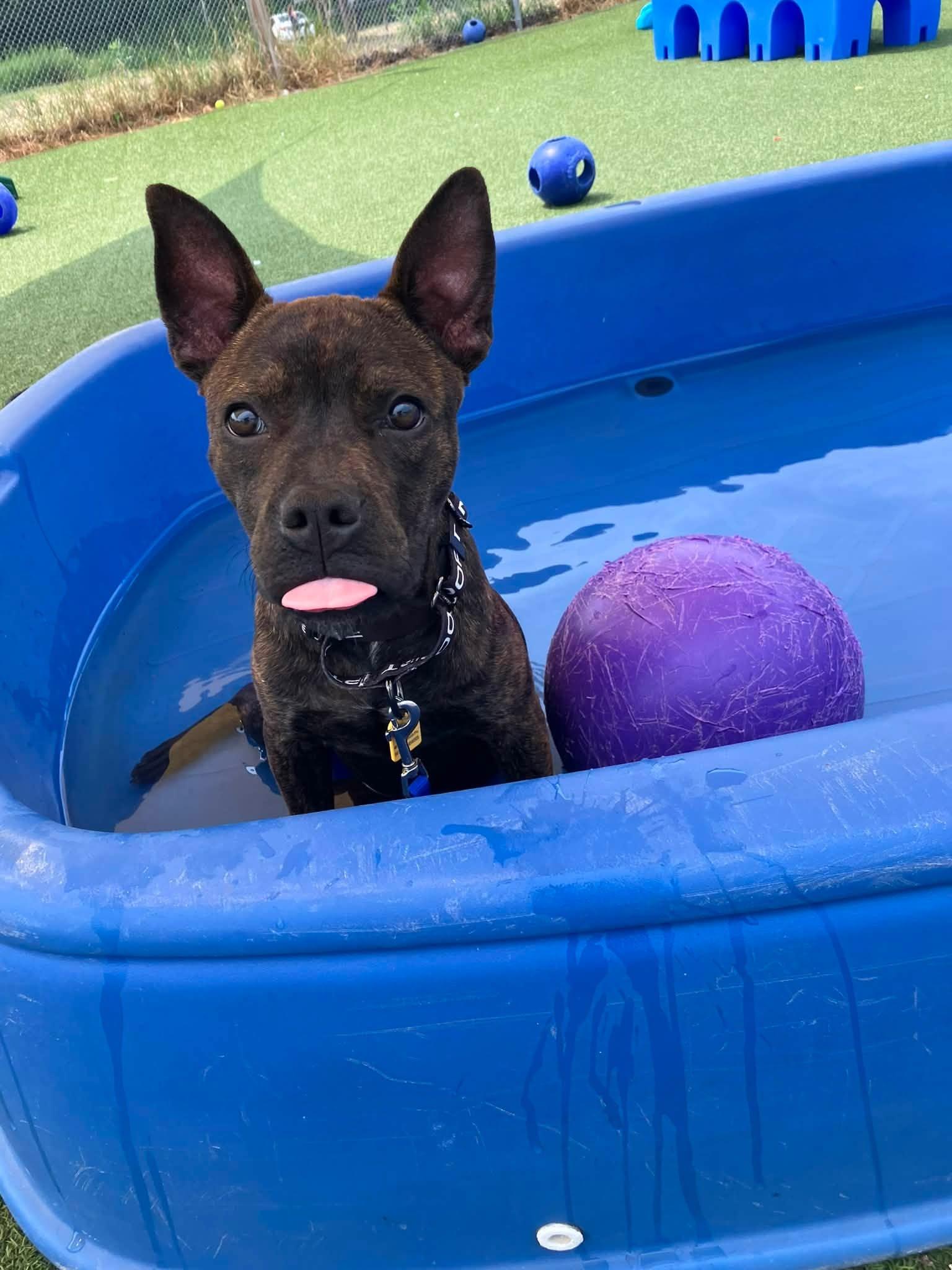 Enlarge Claude, an adopted mixed breed in Cleveland, OH image 4/5