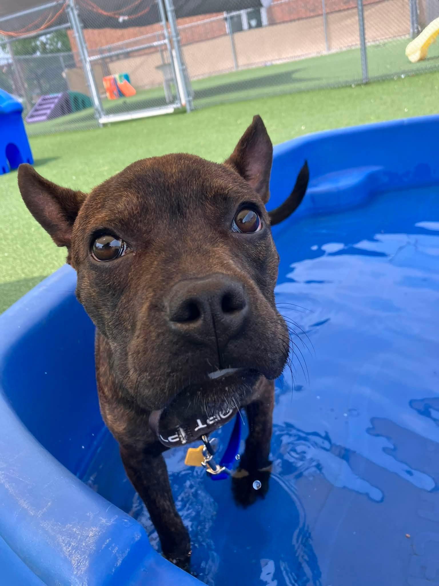 Enlarge Claude, an adopted mixed breed in Cleveland, OH image 5/5