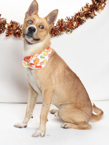Enlarge HONEY, a Adoptable mixed breed in Burbank, CA image 1/1