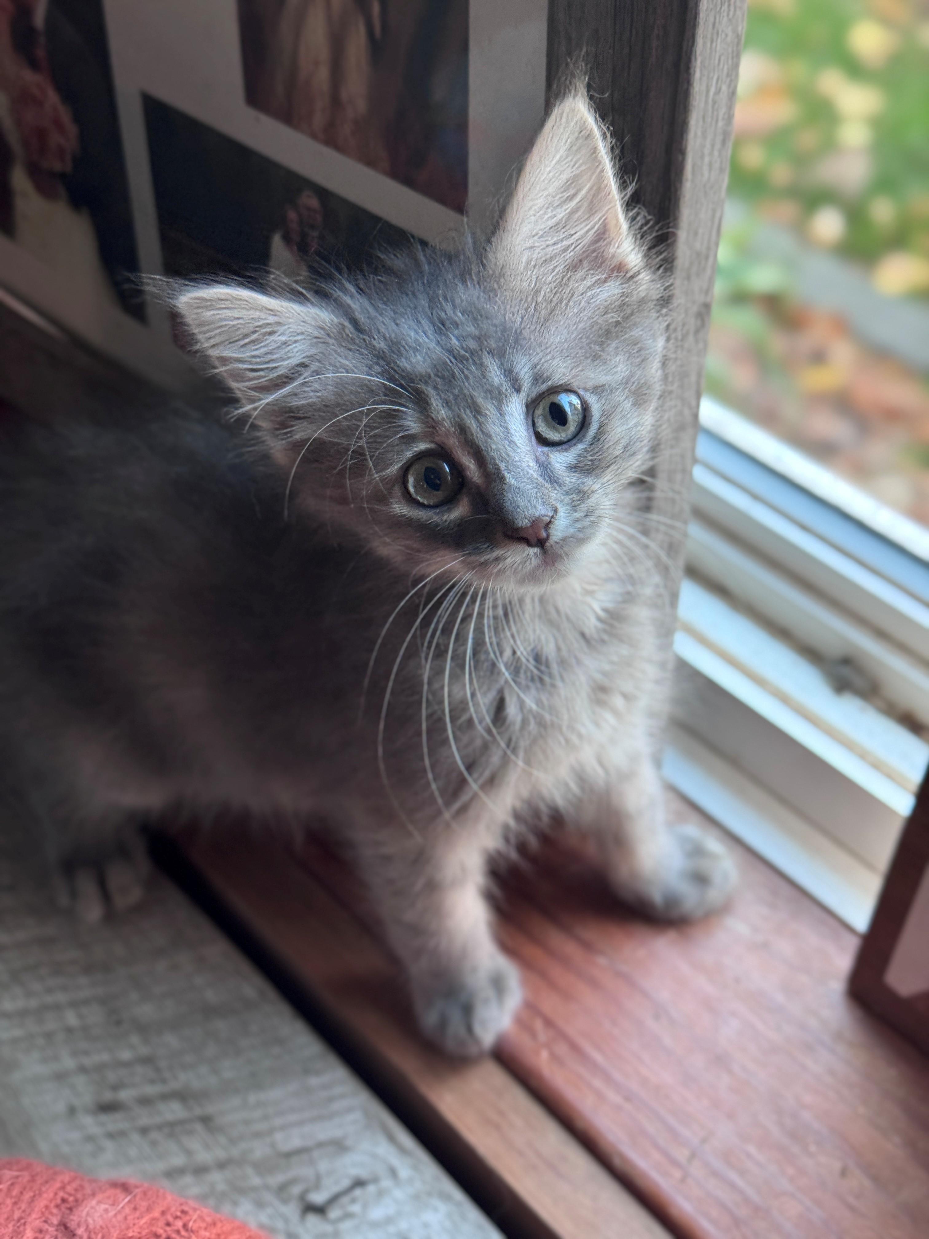 Beruna, Adoptable, Kitten Female Domestic Medium Hair.