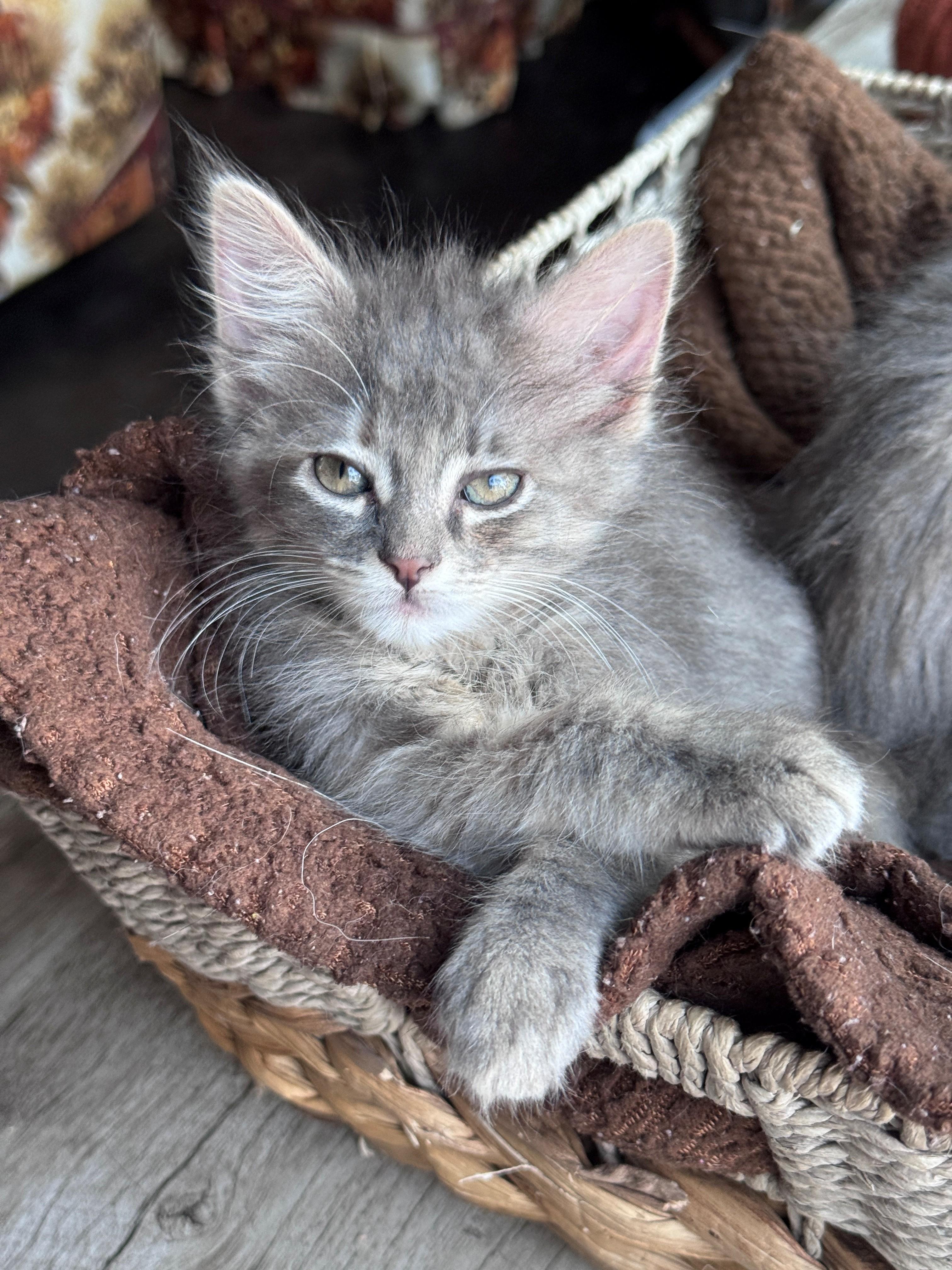 Enlarge Beruna, a Adoptable Domestic Medium Hair in Hackensack, MN image 3/4