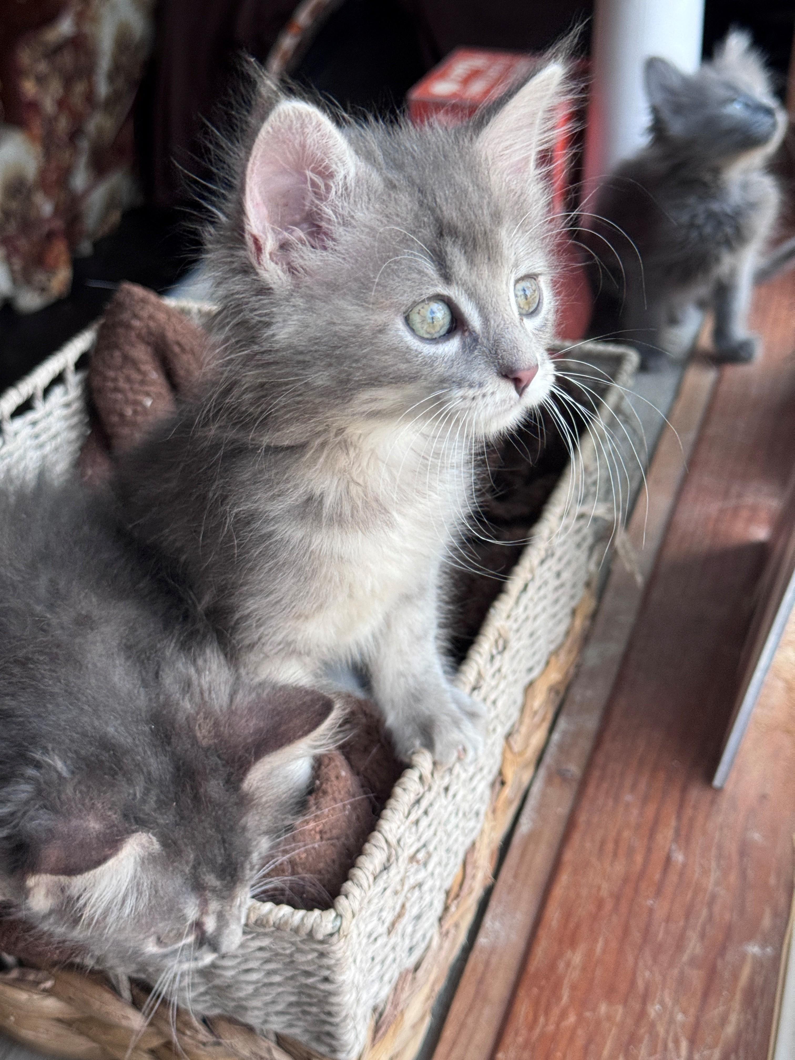 Enlarge Beruna, a Adoptable Domestic Medium Hair in Hackensack, MN image 4/4