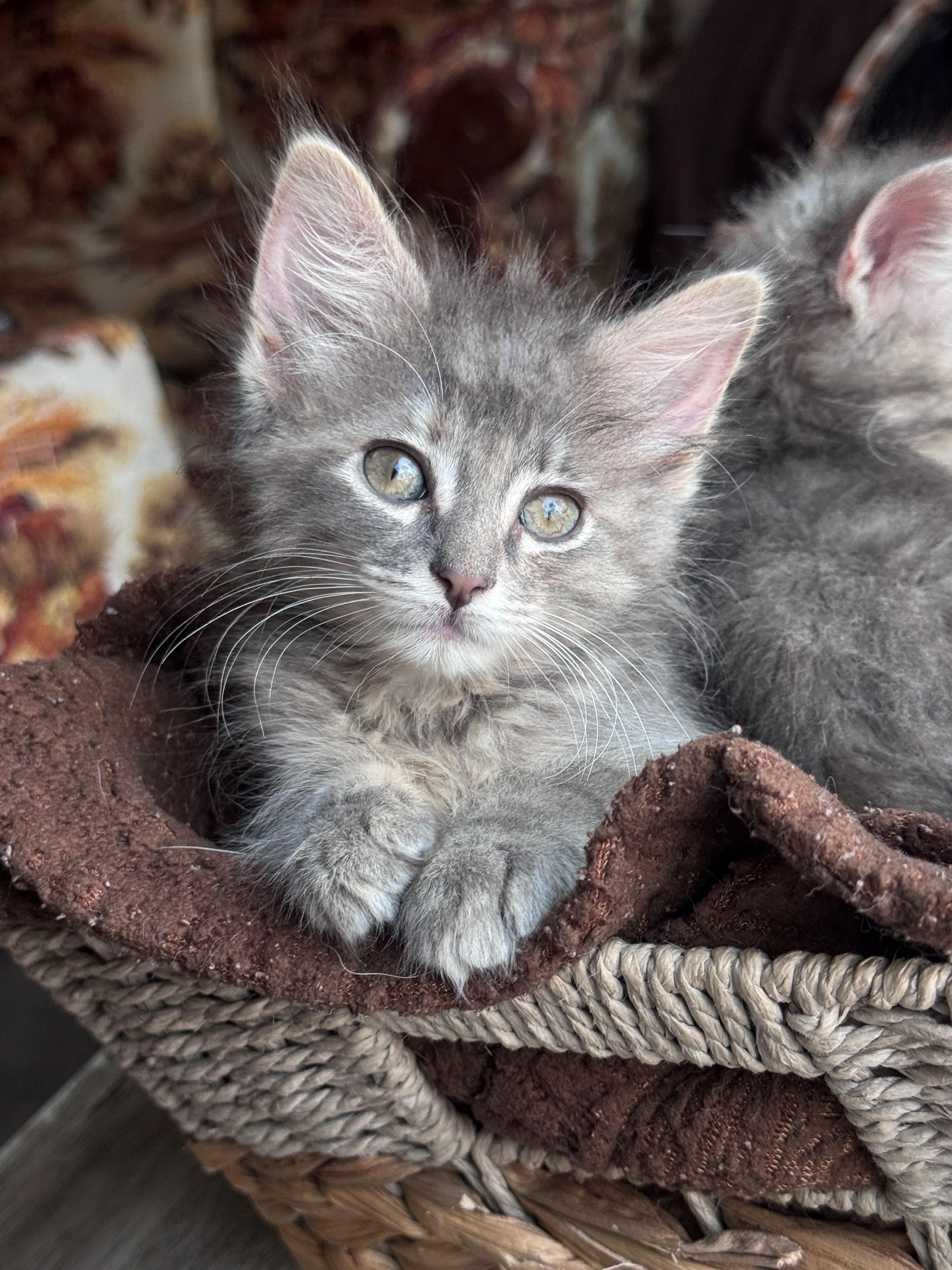 Enlarge Beruna, a Adoptable Domestic Medium Hair in Hackensack, MN image 2/4