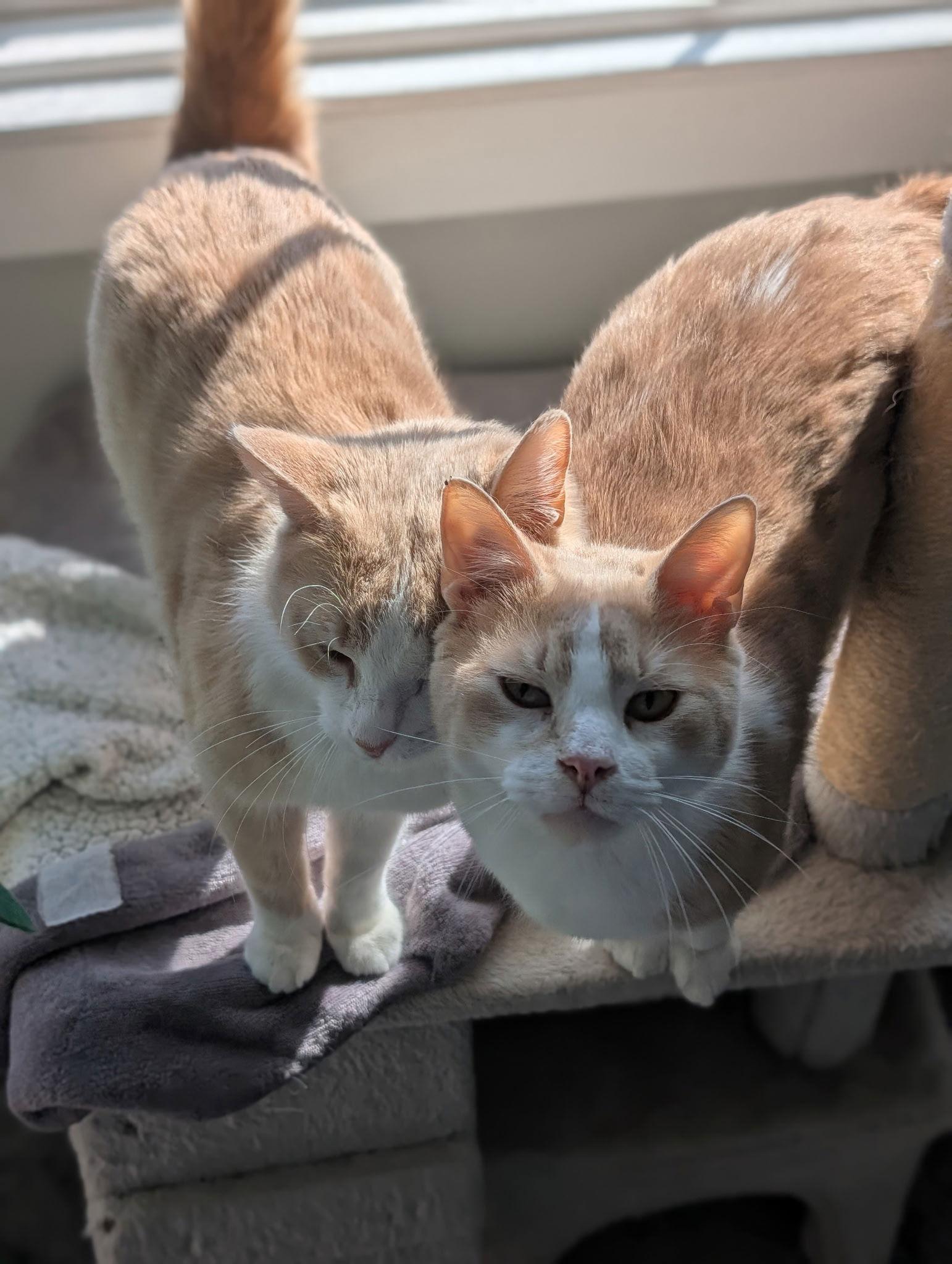 Louden, a Adoptable Domestic Short Hair in Walled Lake, MI image 1/3
