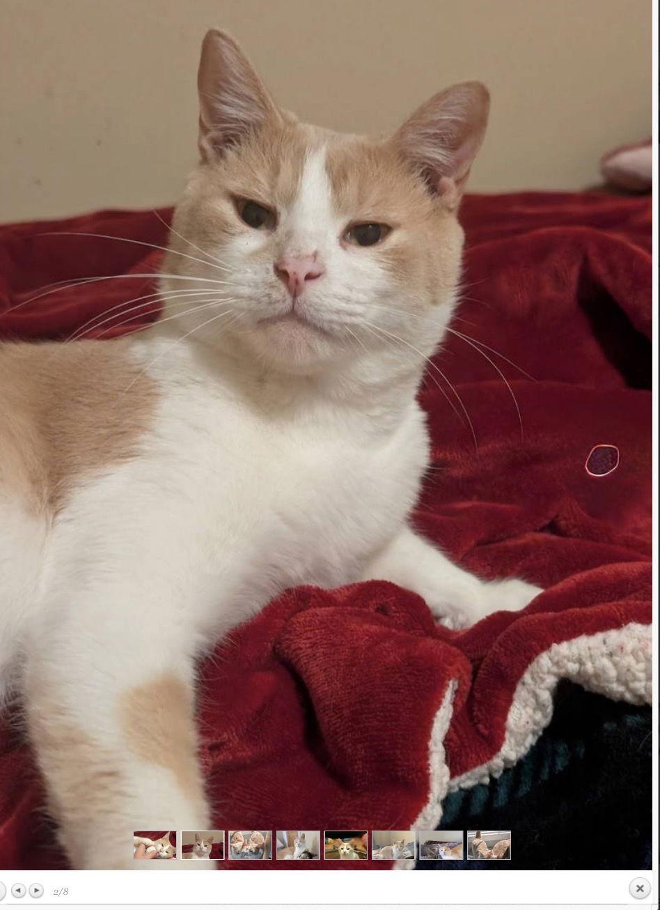 Louden, a Adoptable Domestic Short Hair in Walled Lake, MI image 3/3