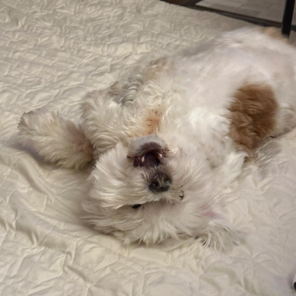 Chuy — thumbnail 2