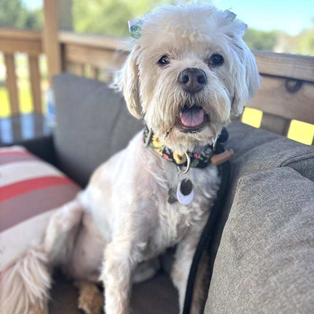 Chuy — thumbnail 4