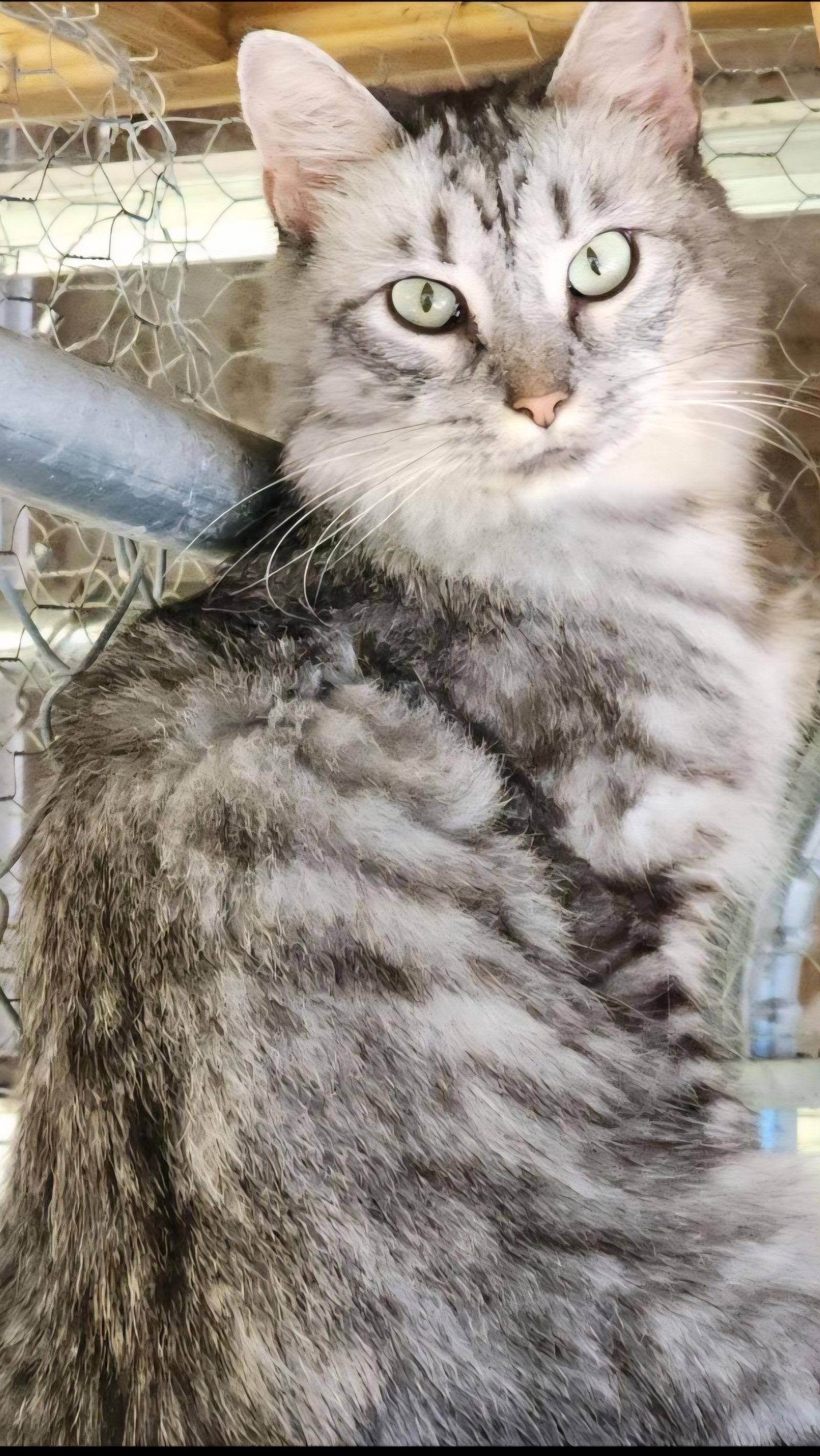 Enlarge Flora 3.6.25, a Adoptable Domestic Short Hair in Apopka, FL image 1/2