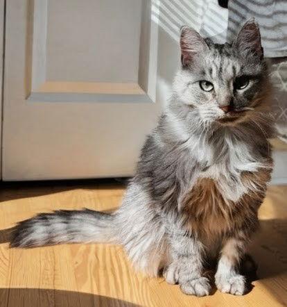 Enlarge Flora 3.6.25, a Adoptable Domestic Medium Hair in Apopka, FL image 1/3