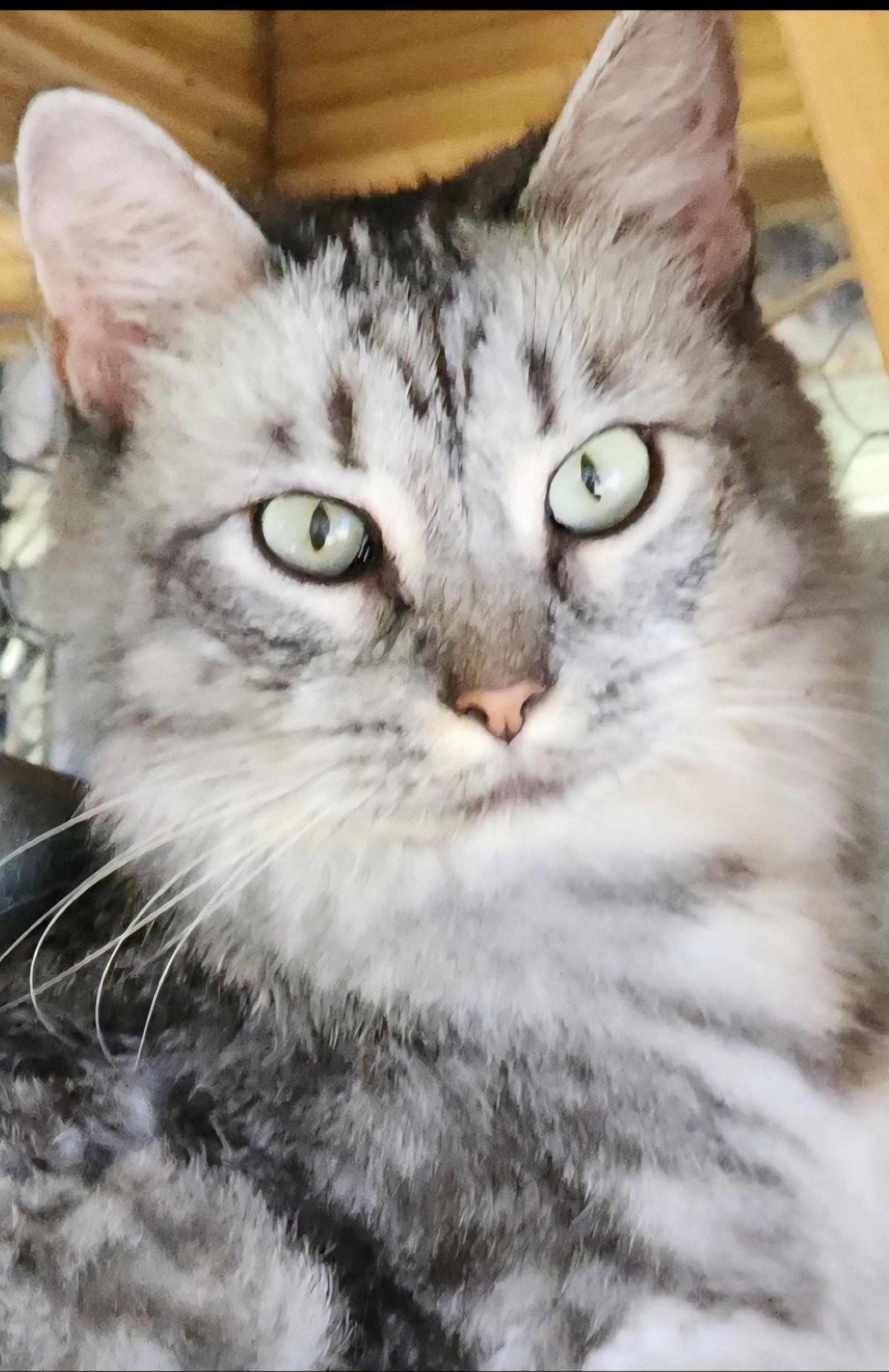 Enlarge Flora 3.6.25, a Adoptable Domestic Short Hair in Apopka, FL image 2/2