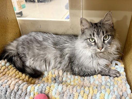 Enlarge Flora 3.6.25, a Adoptable Domestic Medium Hair in Apopka, FL image 3/3